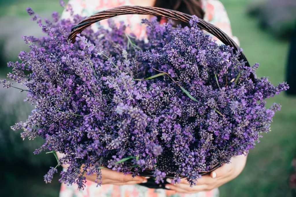 Best Candles for a Romantic Night: Lavender