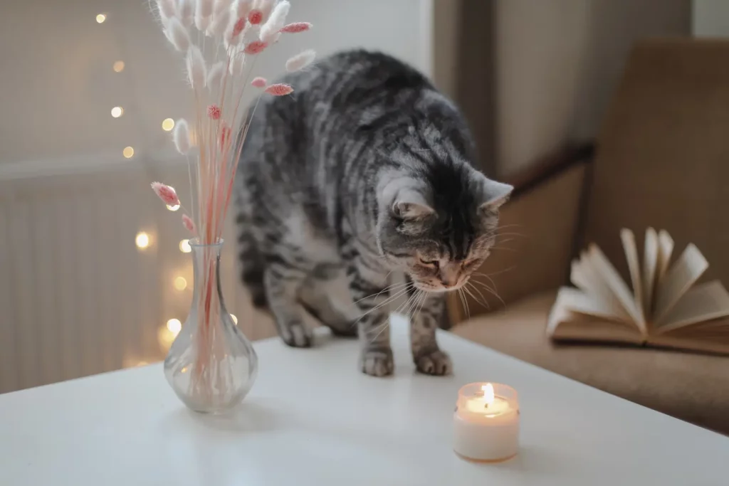 How to light a candle around cats